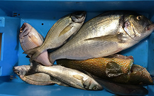 poissons pêchés